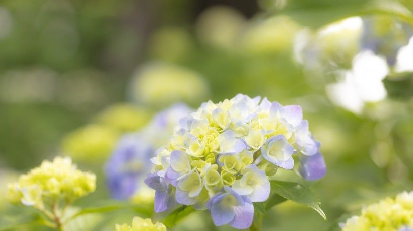  事业|8月开始成为大财主，事业一马平川，鱼跃龙门的四大生肖