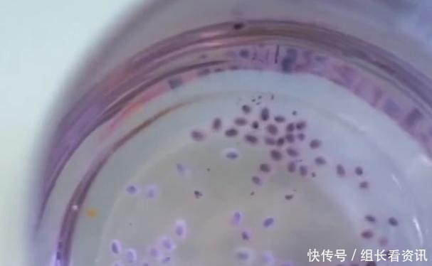 日本|日本人发明了“仙豆”,一粒能顶一碗饭!