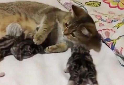 心塞|猫咪产下一窝小崽,主人激动伸手去触摸,猫咪的反应让主人心塞