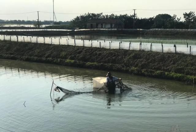 太浦河|“高端”饮食、独享1平米专属生活空间的太浦河大闸蟹，抢鲜上市啦