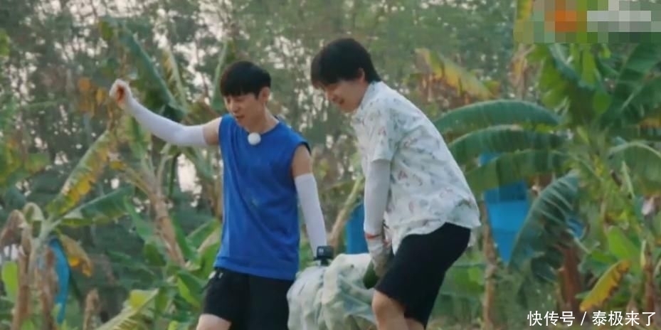  太强大|向往4滤镜太强大，嘉宾上树摘的香蕉是绿色，一拿下来就变黄色了