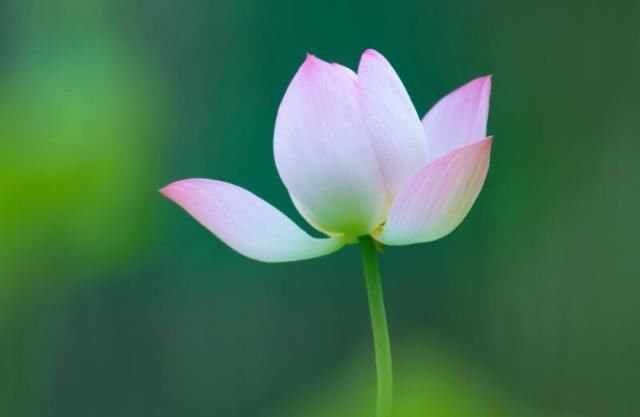  中旬|实不相瞒：九月中旬，桃花财运同来，财运升温，发达一整年的属相