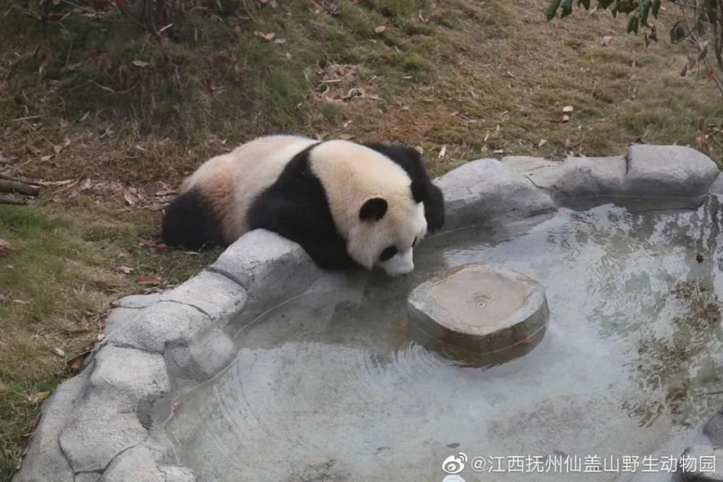  成实|大熊猫“成实”＆“园月”，要回家了！