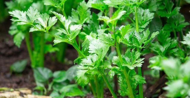 辣椒|炒芹菜时,有人焯水有人直接炒?大厨:都不对,教你正确做法