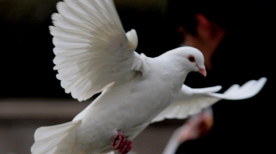 明明|外国人非常疑惑,中国人明明不好战,但为什么总是打不败?