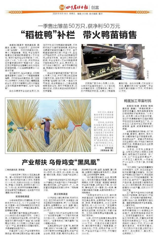 专合社|“稻桩鸭”补栏 带火鸭苗销售
