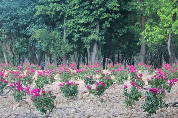  路线|【创文进行时】不定路线，不打招呼，现场办公！火炬区创文不回避问题