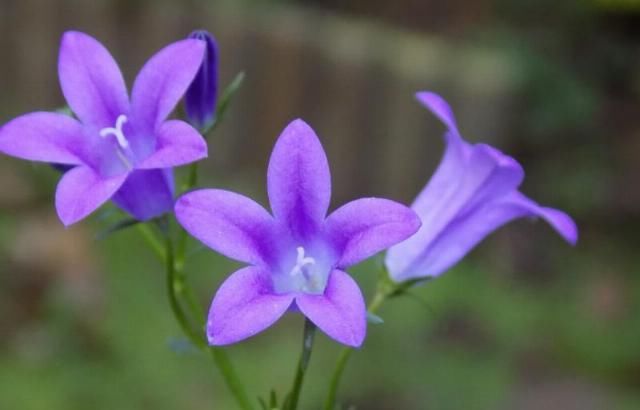  幸运儿|2020年好运气爆棚，一生运势顺畅，4个星座天生幸运儿！