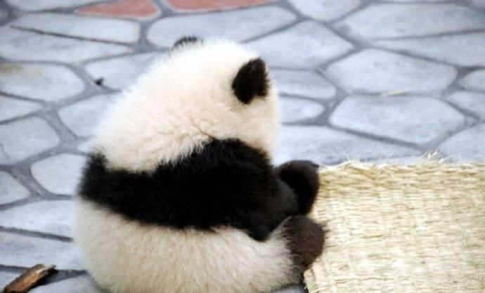  爬树|饲养员不让熊猫爬树，国宝背对着以示抗议，一看这姿势萌出一脸血