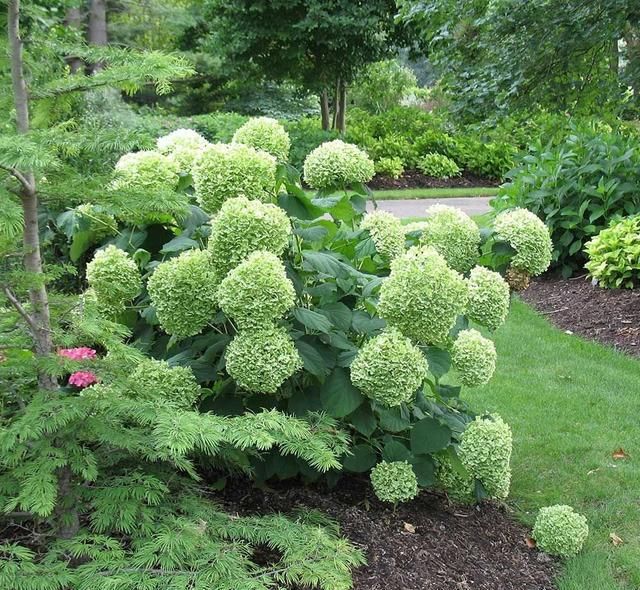  修剪|托尼老师教您修剪绣球花，记住简单两点，拿剪刀的手再也不抖啦