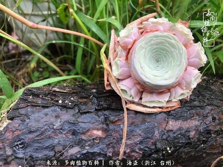  梅雨季|干货：高温高湿梅雨季，山地玫瑰养护提醒，帮你远离黑腐！