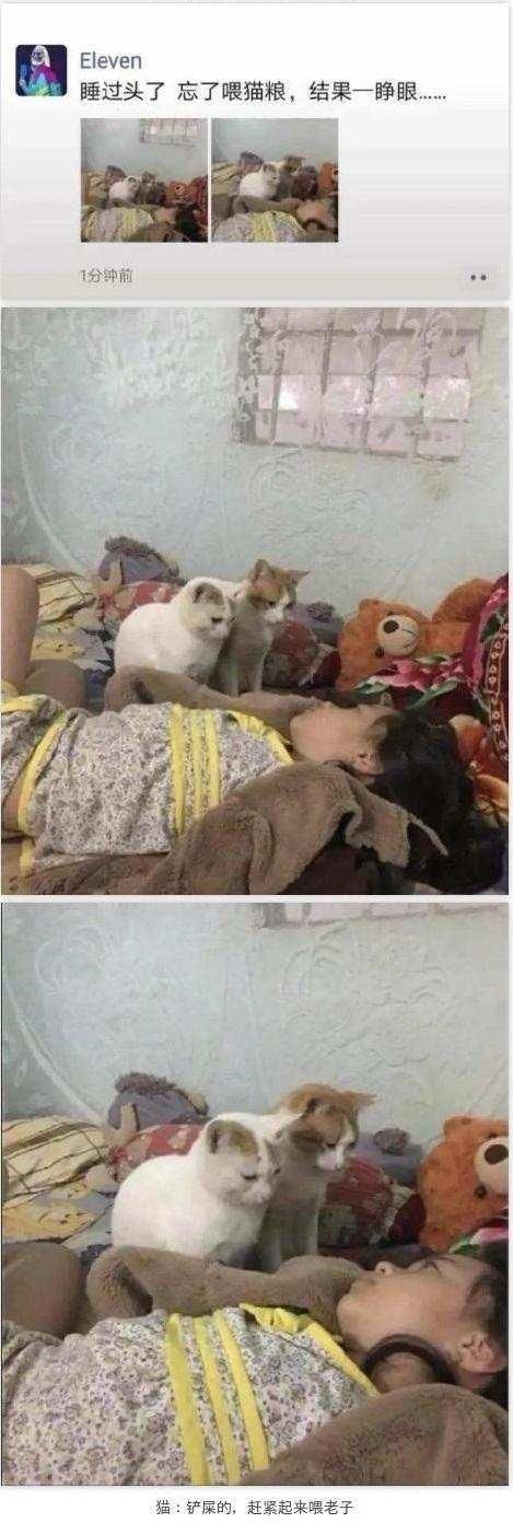 过头|当主人睡过头忘记喂猫粮...