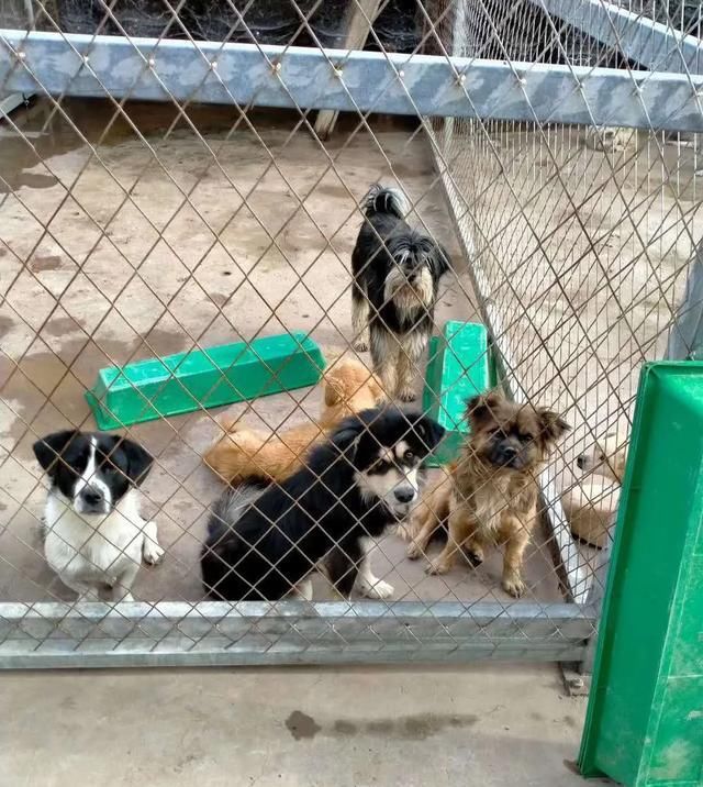 出场|记者深入调查:楚雄市被抓的流浪犬哪去了?