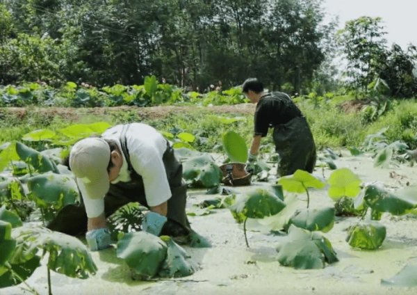  向往|《向往的生活》重大失误：何炅带头挖藕，为节目效果而糟蹋粮食