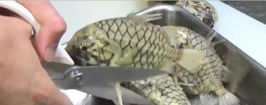 无可奈何|最“坚硬”的鱼,菜刀都对它无可奈何,想吃到它不容易啊