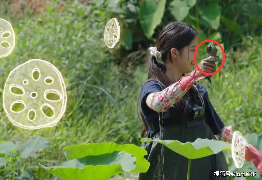 嘉宾|何炅带头挖未成熟的藕?《向往的生活》最后一块遮羞布被揭开!