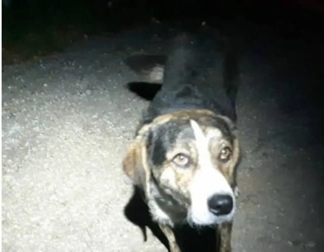  山区|越野选手山区不慎跌断骨，流浪狗一个举动救了他一命