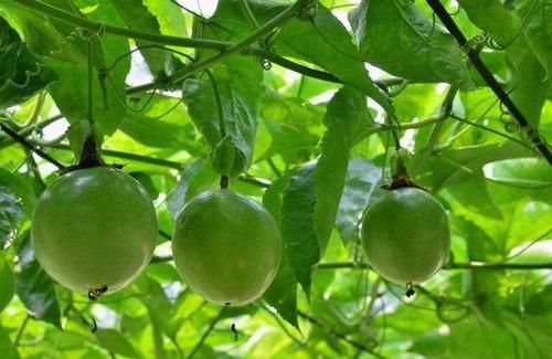  抗癌物质|益胃、解渴、利尿的水果，盛夏吃上几个，能生津止渴，消暑舒神