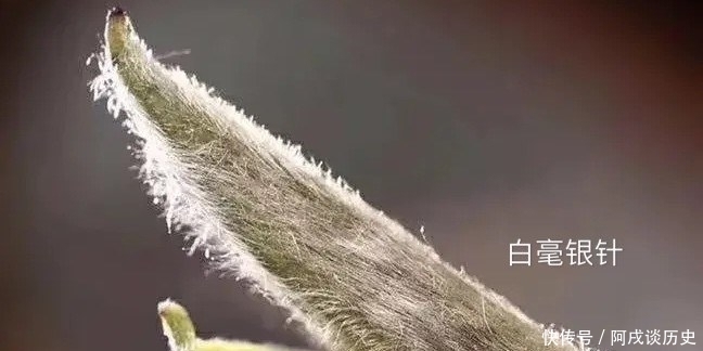 茶叶|茶叶的第一泡水脏吗?答案并不简单