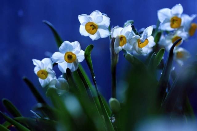 小雪|那些事儿丨罗裳：水仙的梦想