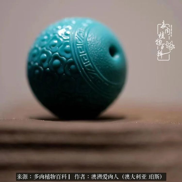 血放|多肉让你把血放，文玩掏空你家当，你要在哪个坑里乘风破浪？