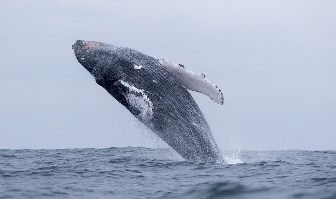  惊险|太惊险！澳一女游客浮潜时被座头鲸撞断肋骨