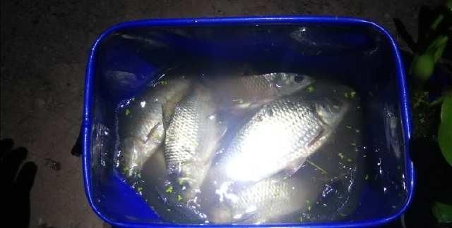  夏天|夏天钓板鲫也不难，滑漂远投钓板鲫实战技巧讲解