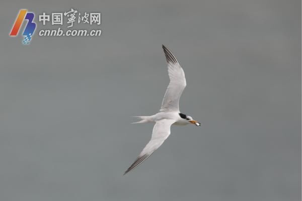 学飞|成功出壳19只！韭山列岛上 中华凤头燕鸥雏鸟学飞了