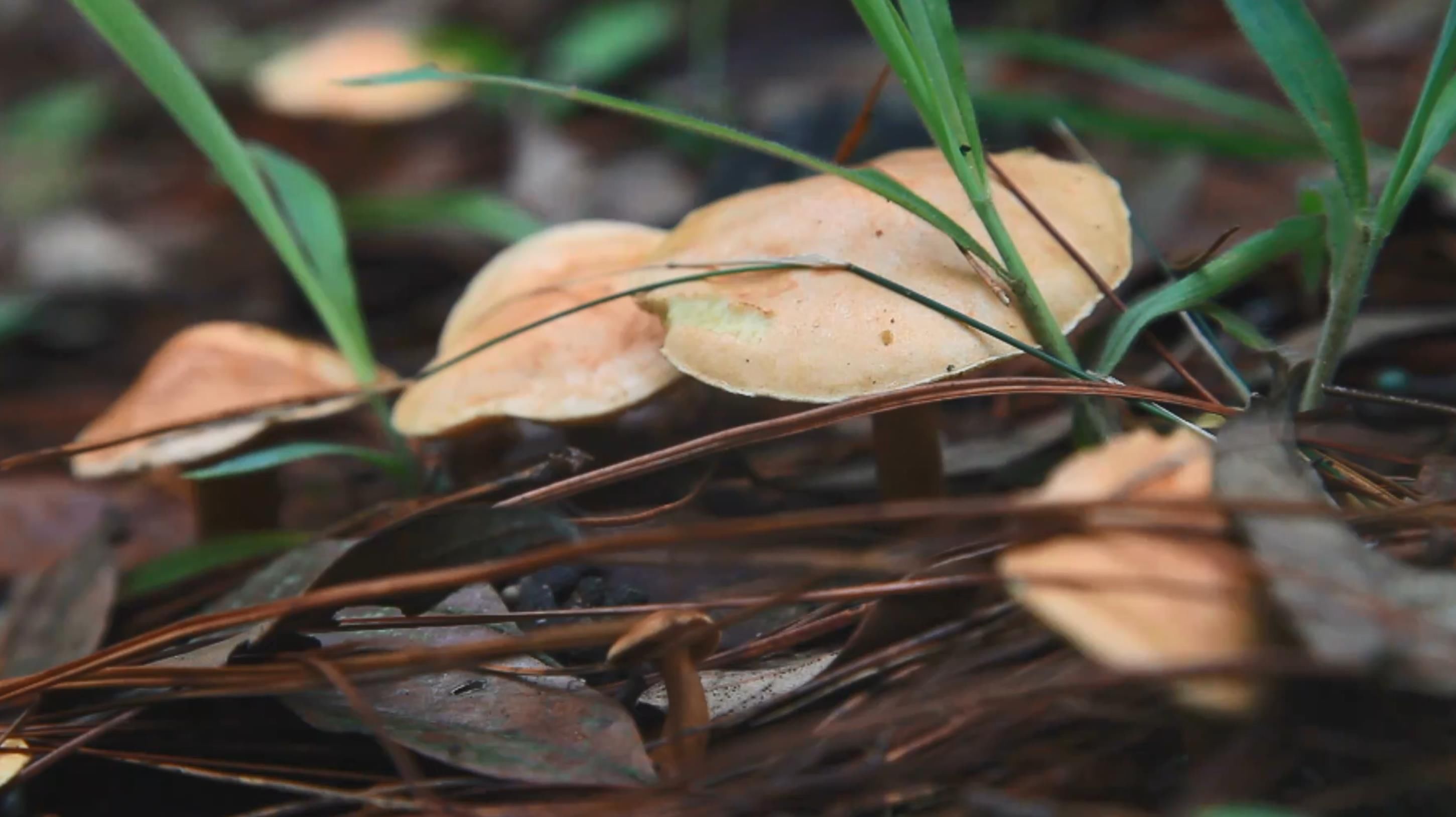  中毒事件|食菌预警 云南今年发生野生菌中毒事件273起 致12人死亡