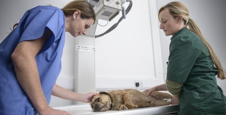 疾病|犬骨癌的症状、原因和治疗