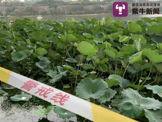  网红|“网红”并蒂莲被摘，网友：这是无法复制的十万分之一