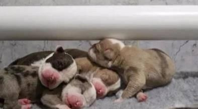  狗子|医生检查狗子最多生6只宝宝，最后它竟然生了20只，医生都惊呆了！