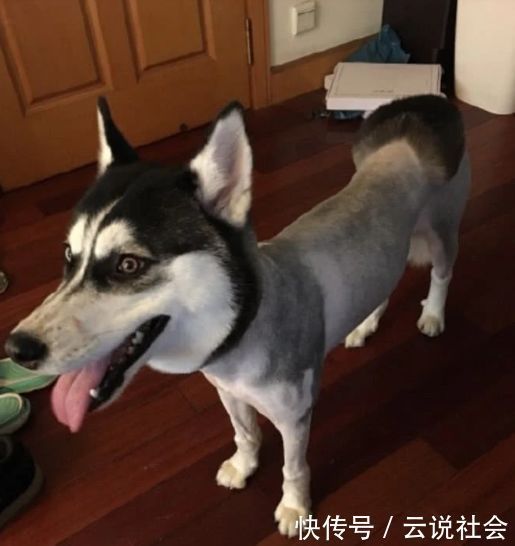 哈士奇|女主人给哈士奇换了一个发型,过了一周后,结果令她后悔不已