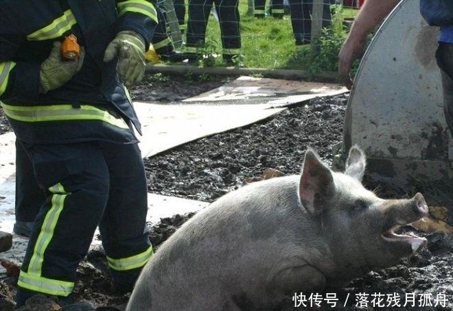  陷入|直击: 陷入各种“困境”的动物奇葩瞬间