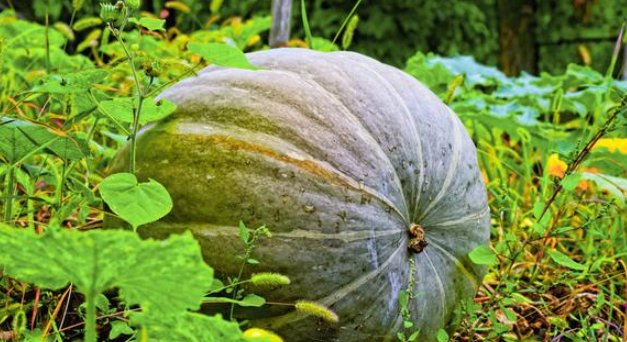  好吃|南瓜好吃但不会种？种植户只需学会这4招，南瓜高产口感好！
