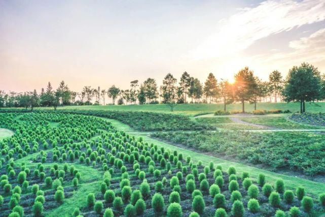  辰山植物园|好看！这才是松江夏天的正确打开方式