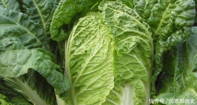  防治|大白菜外面好好的，打开心却烂了，咋回事？白菜干烧心怎么防治？