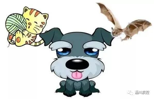 狂犬病|强化协作加强免疫，共同消除狂犬病