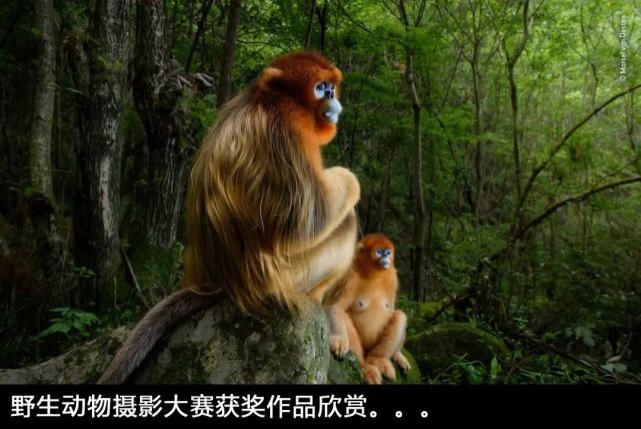  超现实主义|德国艺术家的超现实主义时尚盛宴。。。