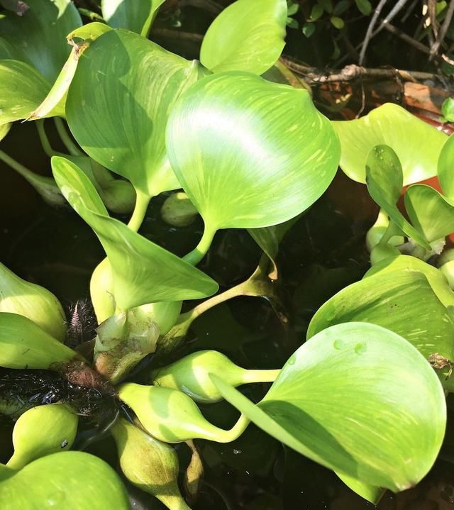 城里人|如今的城里人真会玩，以前农村给猪吃的水葫芦，摇身变成水培植物