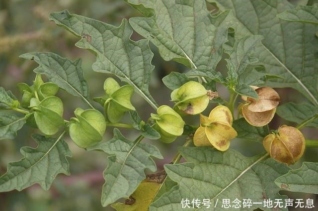 植物|农村这种野果长得像冰粉果,明明美味,但有人竟只摘来玩而不敢吃