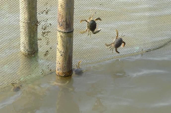  鲜味|鲜味回归！别流口水！宁波养殖梭子蟹夏捕开始啦