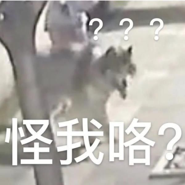 电瓶车|姑娘穿热裤出门遛狗，电瓶车开过，尴尬的一幕发生了！