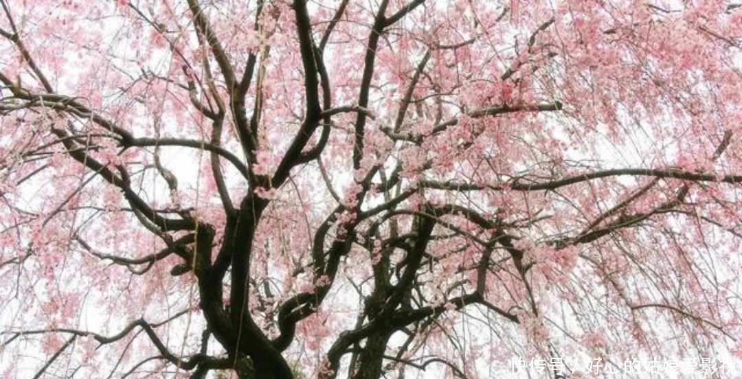 写下|王安石晚年大病一场，还写下两首凄美之作，每一首都感人肺腑！