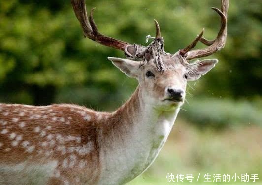 味道|鹿肉的味道比牛羊肉更鲜美,为啥市面上没卖的看完你就明白了