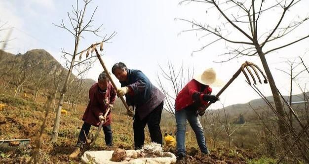 玉米|它是“假玉米”,全株含毒,如今供不应求,农民都吃了800年