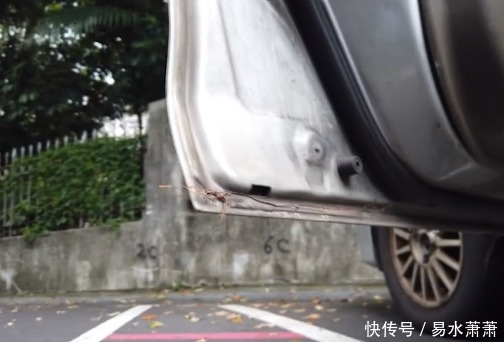  拼命|车门上长大树，车主呵护3年：撞我车无所谓，撞我树我和他拼命！