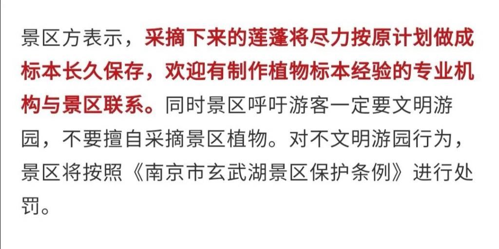 转眼|刚上热搜的并蒂莲蓬，转眼被摘了