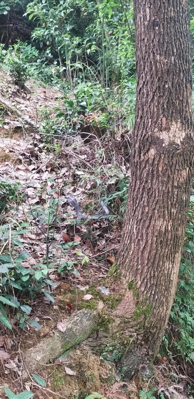 新昌|事发新昌!我差点被眼镜蛇咬到耳朵,怎么赶它也不走