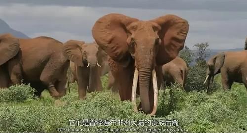  女王|为了躲避猎杀和寻找水源，女王带着族群，开启了逃亡之旅